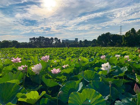 觀音蓮花座|2024桃園蓮花季│觀音最新四大藝術場景│夏日西瓜五感體驗│賞蓮。